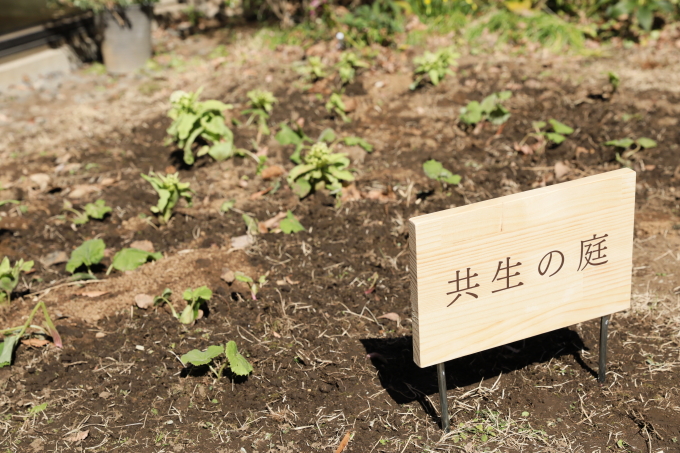 ちひろ美術館・東京の中庭に、在来の植物を植えた、小さな「共生の庭」がある。